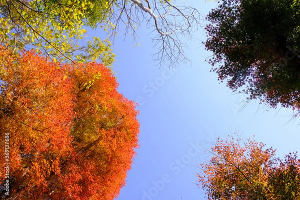 Obraz 摩耶山と青空と紅葉