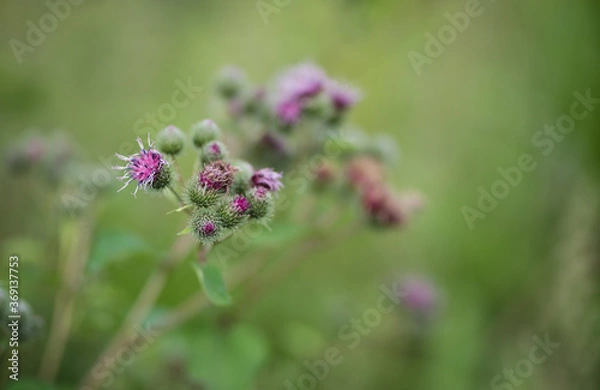 Obraz Thistle purple flower close up