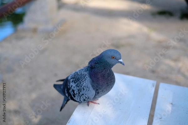 Obraz ベンチとハト