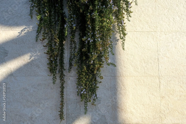 Obraz 壁に垂れ下がる植物