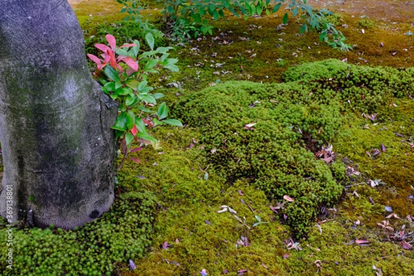 Obraz 苔と幹と緑