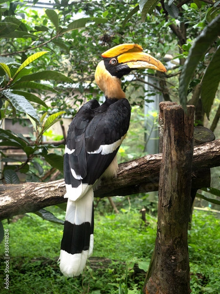 Fototapeta オオサイチョウ