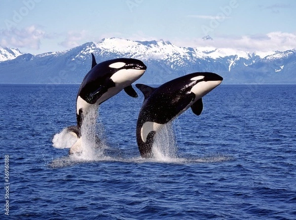 Fototapeta KILLER WHALE orcinus orca, PAIR LEAPING, KANADA