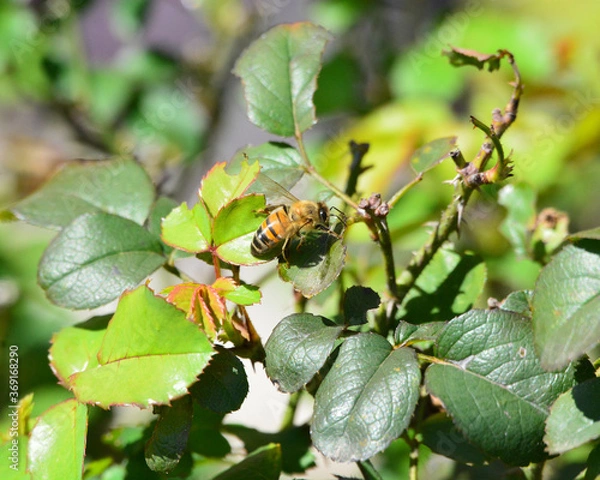 Obraz Bee on Rose Bush
