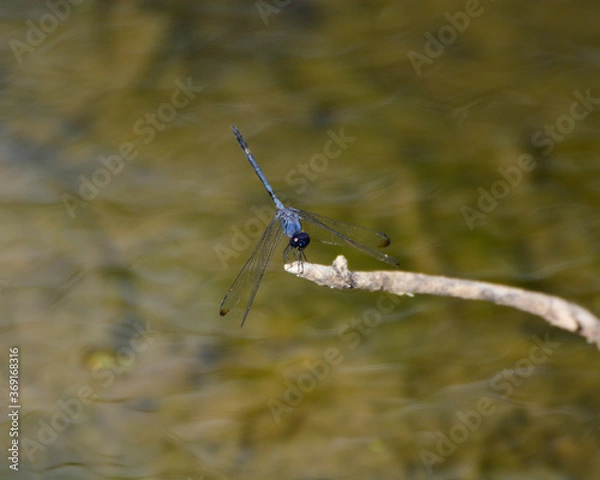 Obraz Blue Damsel Fly