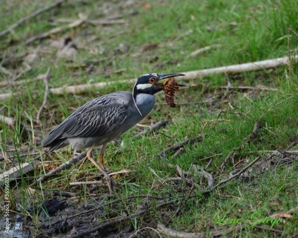 Fototapeta Heron and Crayfish
