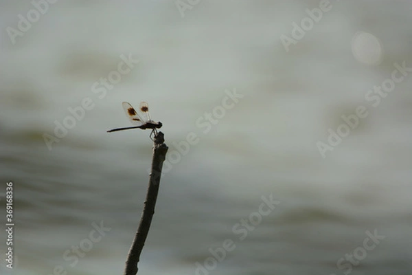 Fototapeta Dragon Fly Resting