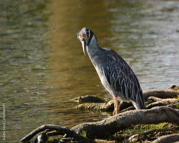 Fototapeta Night Heron