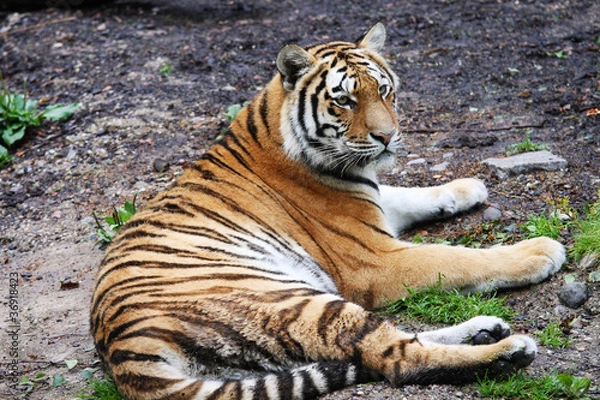 Fototapeta Tiger resting on the ground