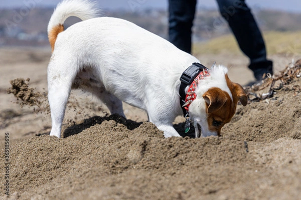 Obraz jack russell terrier digging 