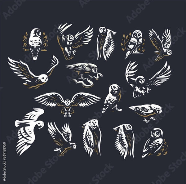 Obraz Set of vector Owls illustrations. 
