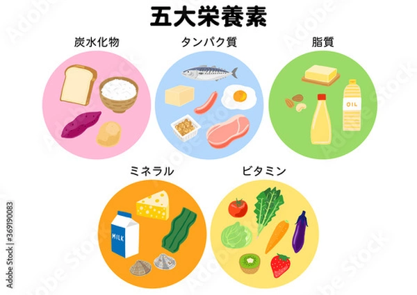Obraz 五大栄養素　炭水化物、タンパク質、脂質、ミネラル、ビタミン