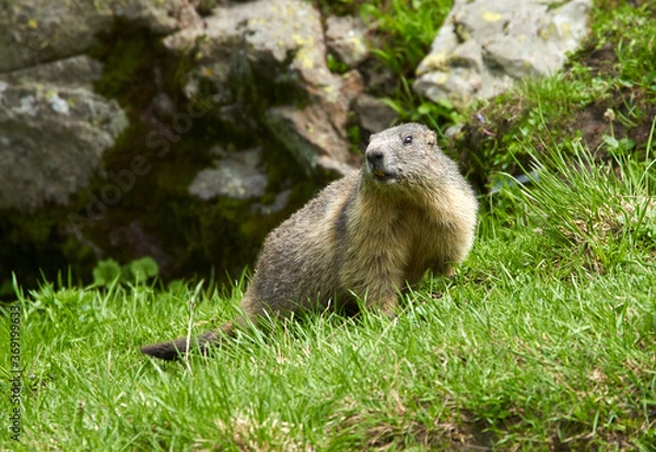 Obraz Cute marmot in the wild