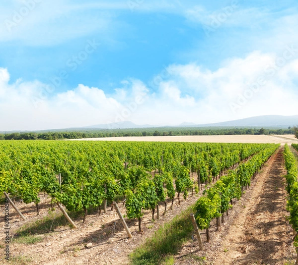 Fototapeta Landscape of vineyard