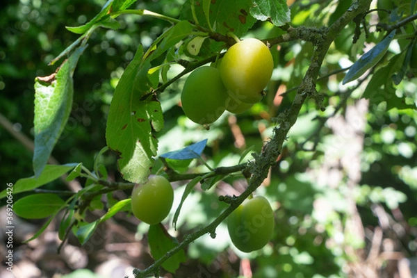 Fototapeta Plums ripening on a plum tree in an orchard