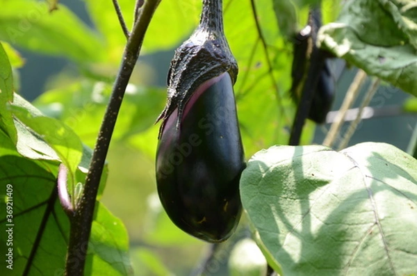 Obraz 菜園のナス