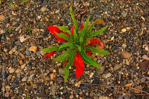 Obraz オシャレな雑草