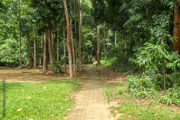 Fototapeta path in the forest
