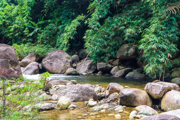 Fototapeta stream in the forest