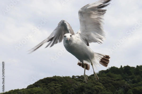 Obraz ウミネコ　カモメ　鳥