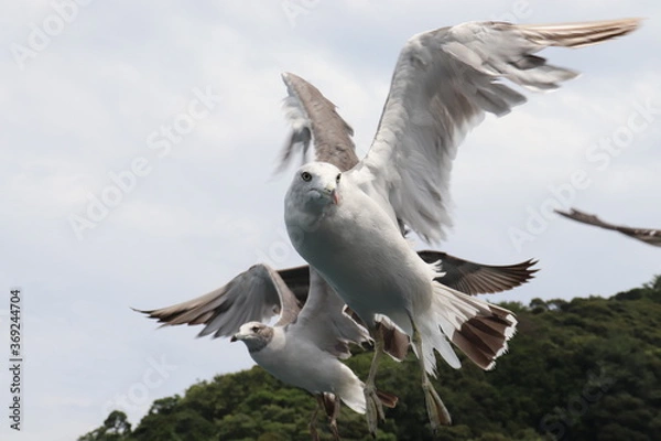 Obraz ウミネコ　カモメ　鳥