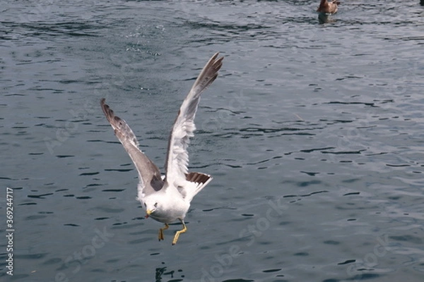Obraz ウミネコ　カモメ　鳥