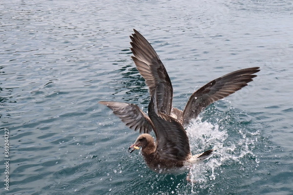 Obraz ウミネコ　カモメ　鳥