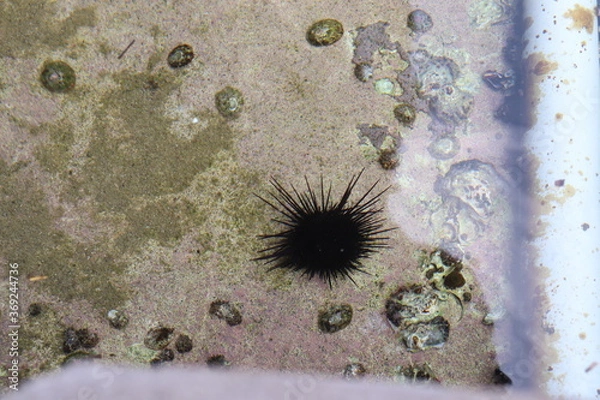 Obraz 海の中のウニ