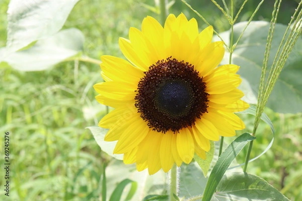 Fototapeta ひまわりの花