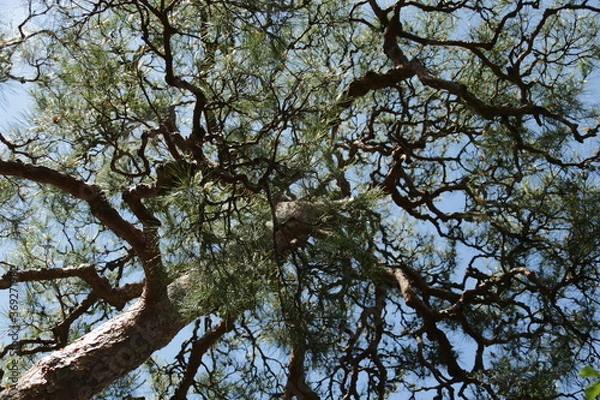 Obraz 京都　桂　20150511