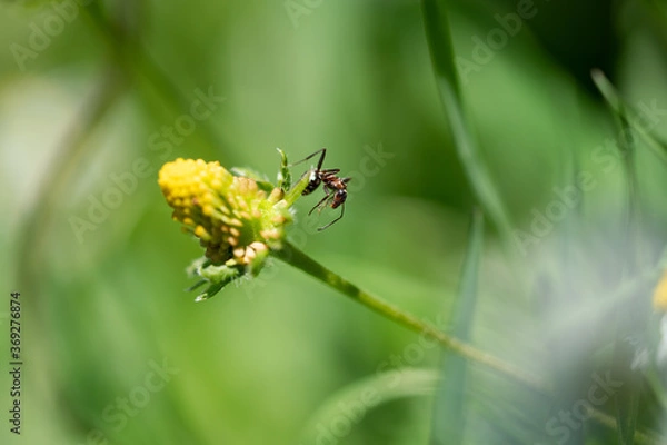 Fototapeta Macro photo of an ant and the beautiful white flowers on a sunshine day is in the garden
