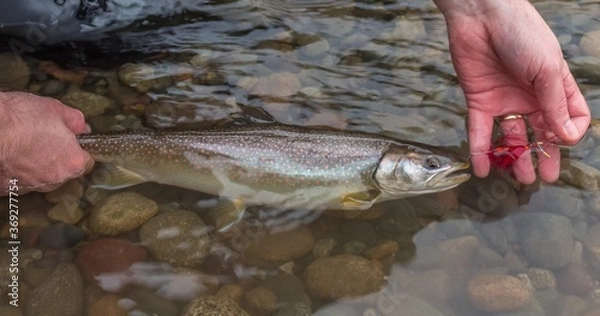Fototapeta A close up of a Bull trout in the water, caught on a red intruder fly