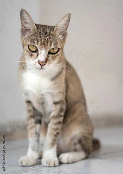 Fototapeta Old cat sit in the house.