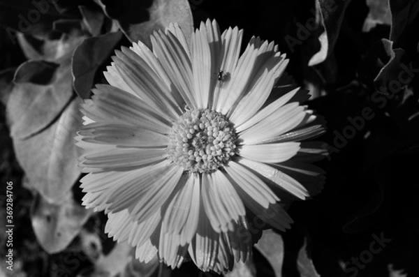 Obraz Flower texture