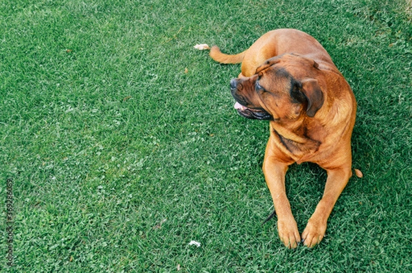 Obraz Dog on the grass