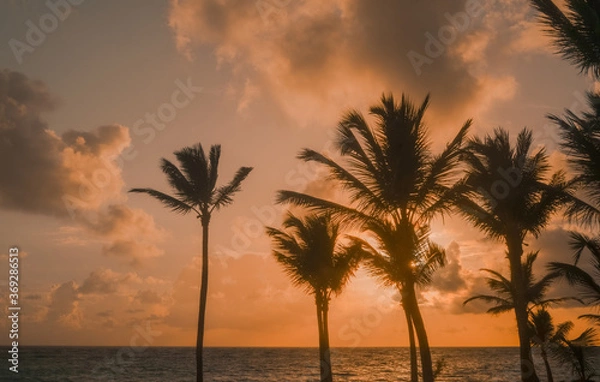 Obraz Palm trees and sunset