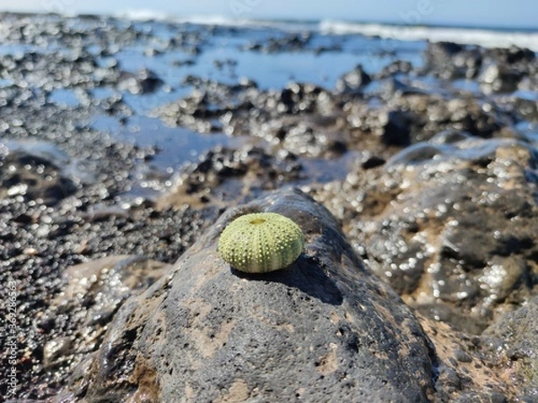 Fototapeta shell on the beach
