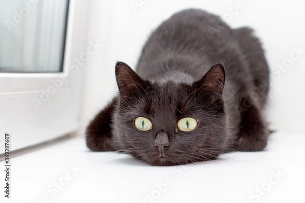 Fototapeta A black cat with green eyes lies on a white background