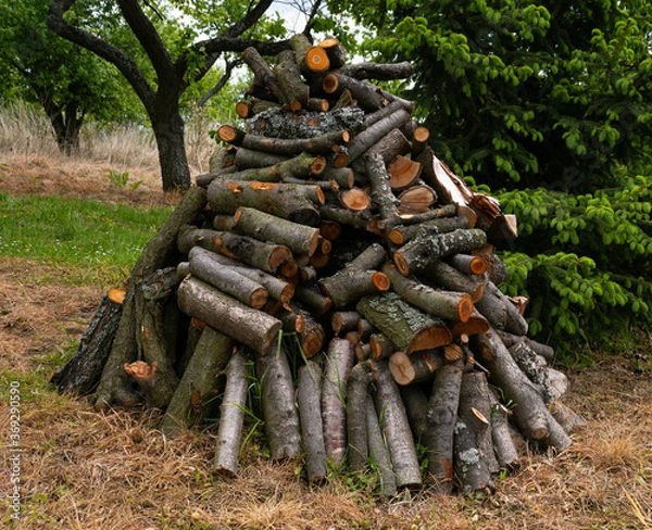 Obraz Mountain of firewood in the forest, mountain of firewood in the forest, mountain of chopped birch firewood, forest, firewood, spruce.