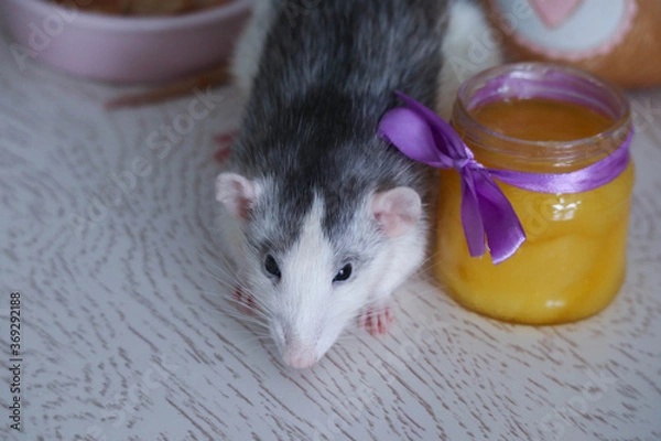 Obraz Black and white cute rat eating pancakes from a pink plate. A jar of yellow honey stands nearby. A lilac bow is tied to a glass container. The rat is well fed and happy.
