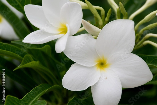 Fototapeta Many of the white plumeria flowers have a yellow center.