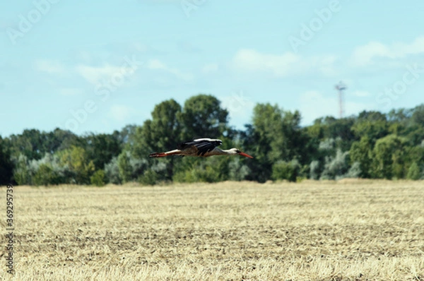 Fototapeta European white stork taking off from field. 