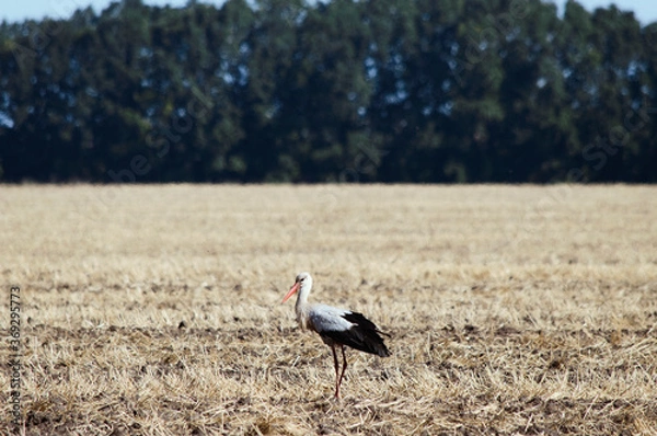 Fototapeta Wild stork is  hunting on the field. (Ciconia ciconia)