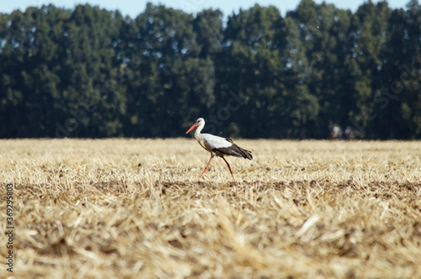 Fototapeta White stork is  hunting on the field. (Ciconia ciconia)