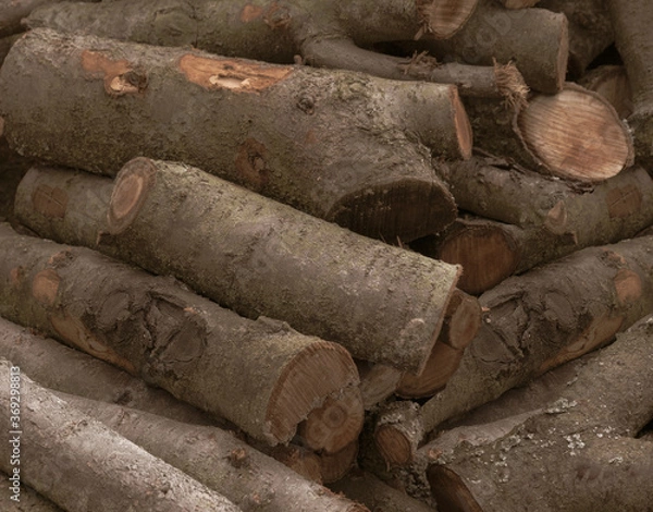 Obraz Firewood closeup, firewood background, forest, firewood, spruce, detailed close up texture of stacked firewood with annual rings in high resolution.