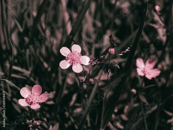Fototapeta Pink wildflowers, wild flowers of clover in a meadow nature. Natural summer background with wild flowers of clover in the meadow in the morning sun rays close-up with soft blurred focus.