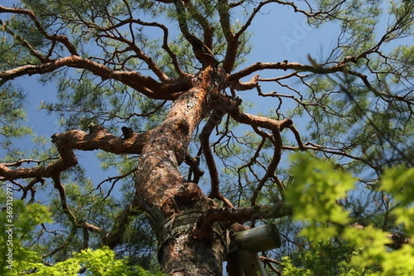 Obraz 京都　桂　20150511