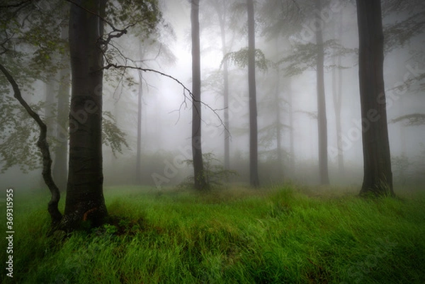 Obraz Summer beech forest