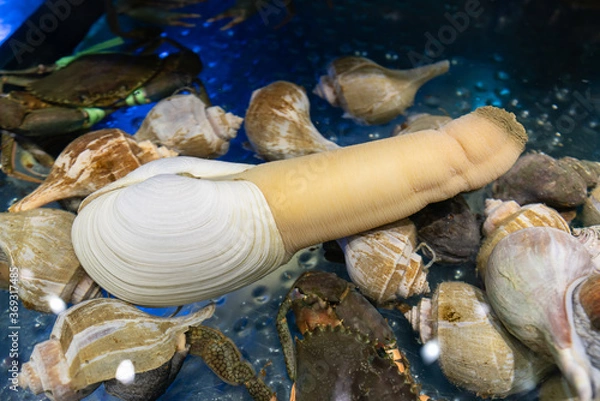 Obraz Pacific Geoduck clam in in restaurant aquarium.