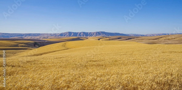 Fototapeta Endless wheat fields and blue sky